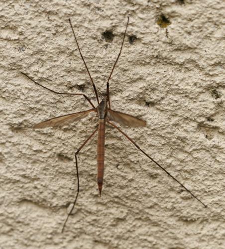 Tipula paludosa